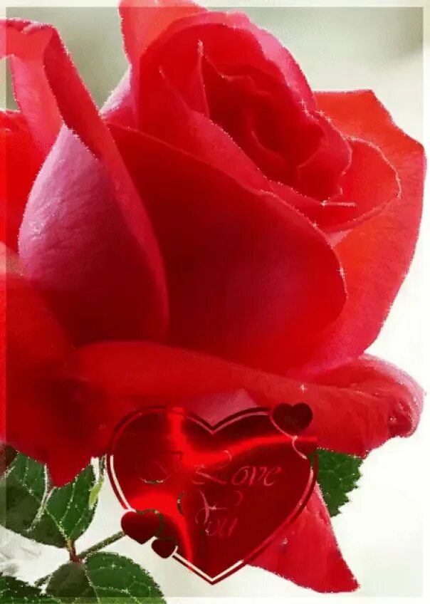Animacia. Розы для любимой. Розы для тебя. Цветы для любимых. Самые красивые розы для любимой.