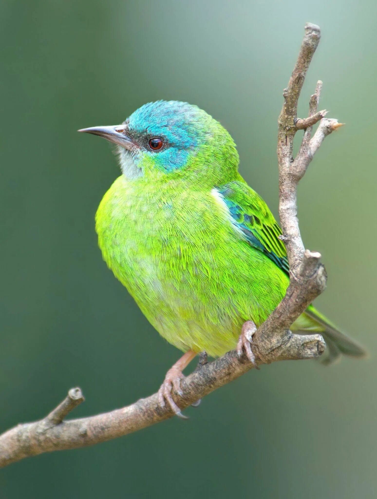Calyptomena viridis. Зеленоватые птички. Птица зелёного цвета. Зяблик зеленушка. Зелёный овсянковый кардинал.