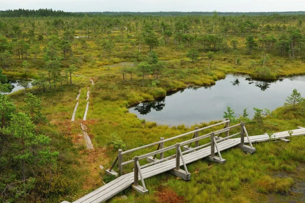Кустарничковые болота. Преодоление болота. Переправа через болото. Прогулка по болоту. Панкиллер болото прохождение.