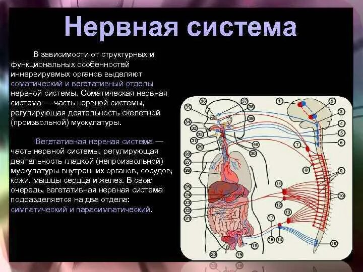 Часть нервной системы регулирующую деятельность внутренних органов. Соматический отдел нервной системы человека. Соматическая нервная система иннервирует. Нервы иннервирующие внутренние органы.