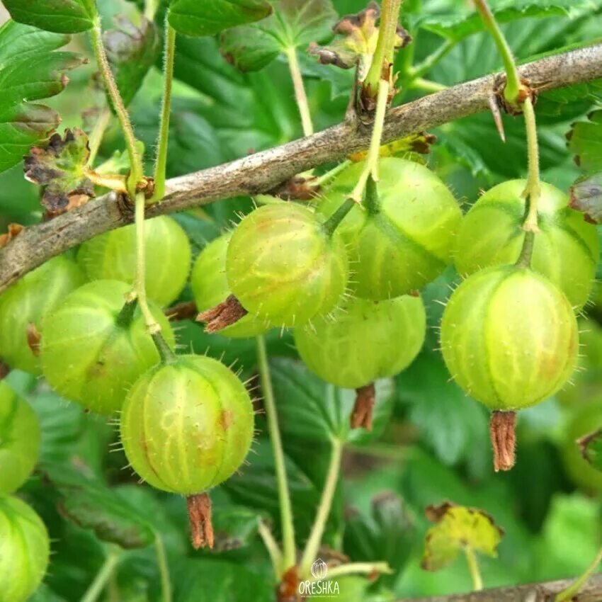 Крыжовник (ribes UVA-crispa). Агрус крыжовник. Крыжовник (ribes grossularia `Олави`). Крыжовник (Ribеs UVА-Сrispа). Крыжовник шоколад