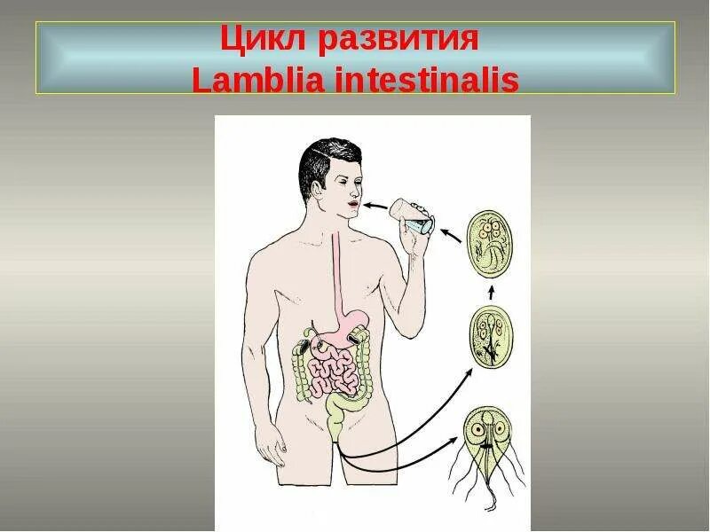 Протозоология презентация. Балантидиаз географическое распространение. Презентация на тему медицинская протозоология. Цикл развития балантидия. Общая характеристика простейших.