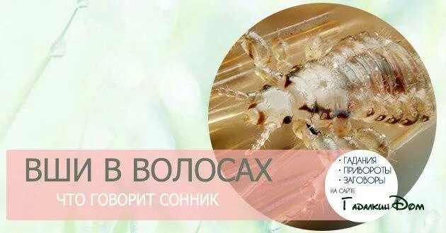 Белая пьедра (узловатая трихоспория). К чему снятся вши женщине. Головная вошь (pediculus humanus capitis). Белая пьедра (узловатая трихоспория). К чему снятся вши женщине.