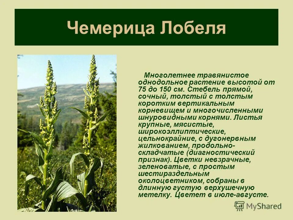 Чемерица описание. Чемерица лобеля корень. Чемерица описание. Чемерица лобеля. Чемерица описание.