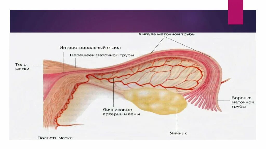 Где матка и яичники. Перешеек маточной трубы анатомия. Часть маточной трубы ампула. Строение маточной трубы анатомия. Воронка маточной трубы анатомия.
