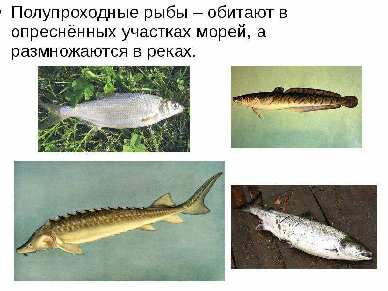 Поясните каких рыб называют проходными приведите примеры Подтип Позвоночные (Vertebrata)Надкласс Рыбы (Pisces)