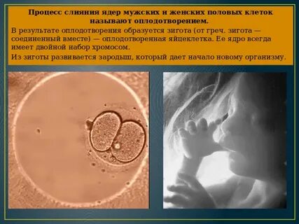 Как называется клетка образующаяся в результате оплодотворения