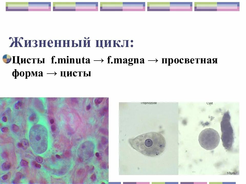 Жизненный цикл цисты. Жизненную форма цисты. Форма minuta, форма Magna, циста. Циста презентация.