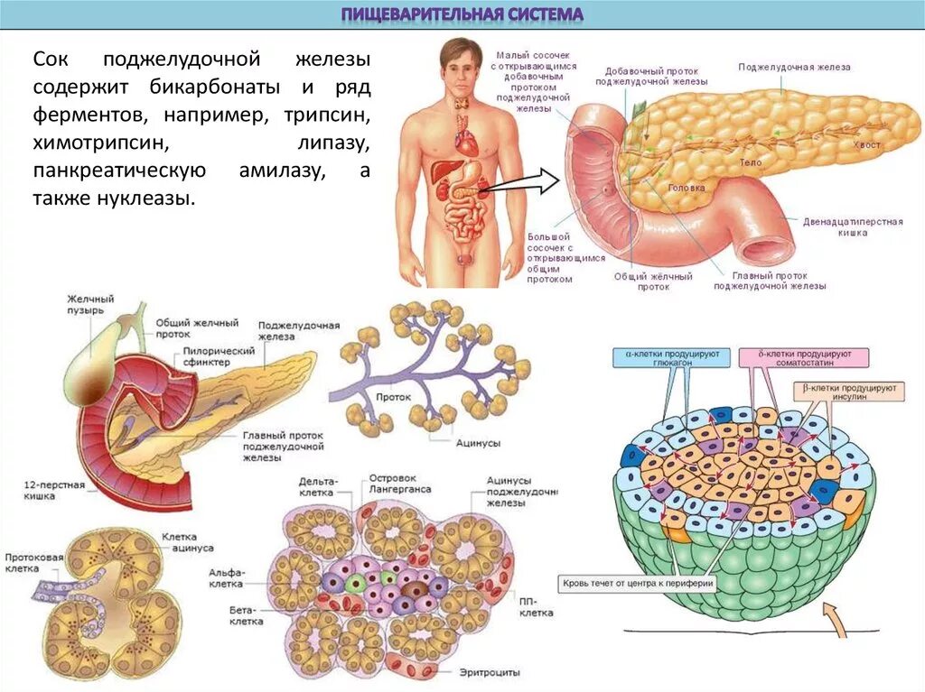 Ферменты желудочной железы. Пищеварительный сок поджелудочной железы. Ферменты поджелудочной железы активируются. Состав пищеварительного сока поджелудочной железы. Состав панкреатического сока анатомия.