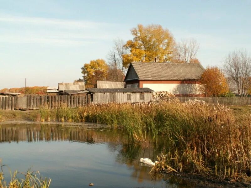 Село зудово новосибирская область. Чахлово болотное. Чахлово болотное. Чахлово новосибирская область. Чахлово болотное.