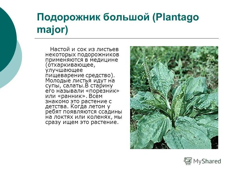 подорожник описание растения. сколько лет подорожнику. подорожник. подорожник. подорожник описание.