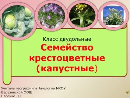 Биология 7 класс класс двудольные семейство крестоцветные