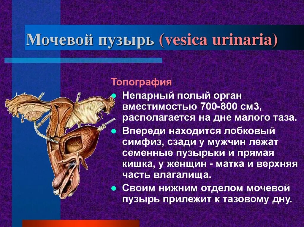 Задняя поверхность мочевого пузыря у мужчин прилежит. Функция мочевого пузыря топографическая анатомия. Мочевой пузырь топография строение. Топографтопографтя мочевого пузыря. Мочевой пузырь анатомия топография.