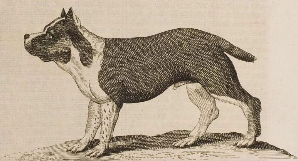 Булленбейсер. Древняя порода собак. Собаки в древности. Древние породы собак.
