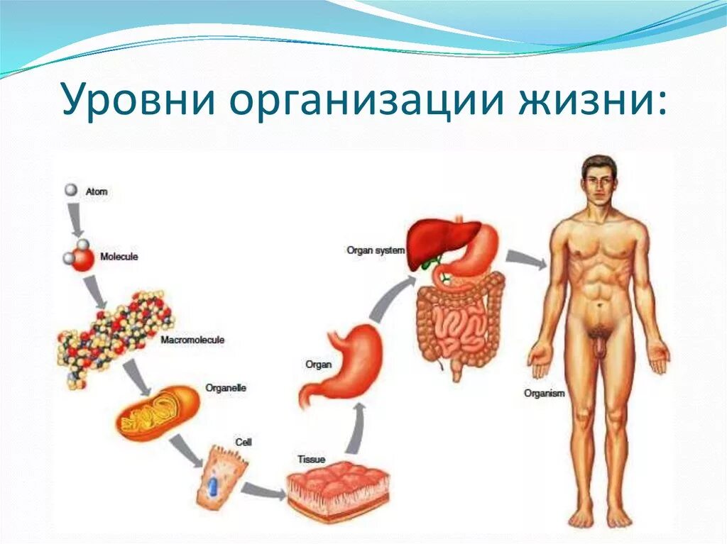 Уровни организации организма человека. Уровни организации организма схема. Системный уровень организации организма. Уровни организации человека. Уровень организации тела