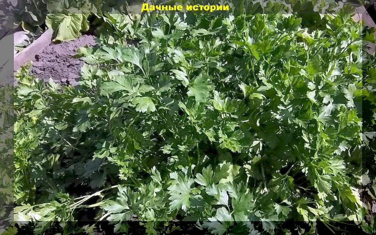 Петрушка под зиму. Петрушка кустовая. кинза кустовая. петрушка листовая бутербродная. петрушка кустовая многолетняя.