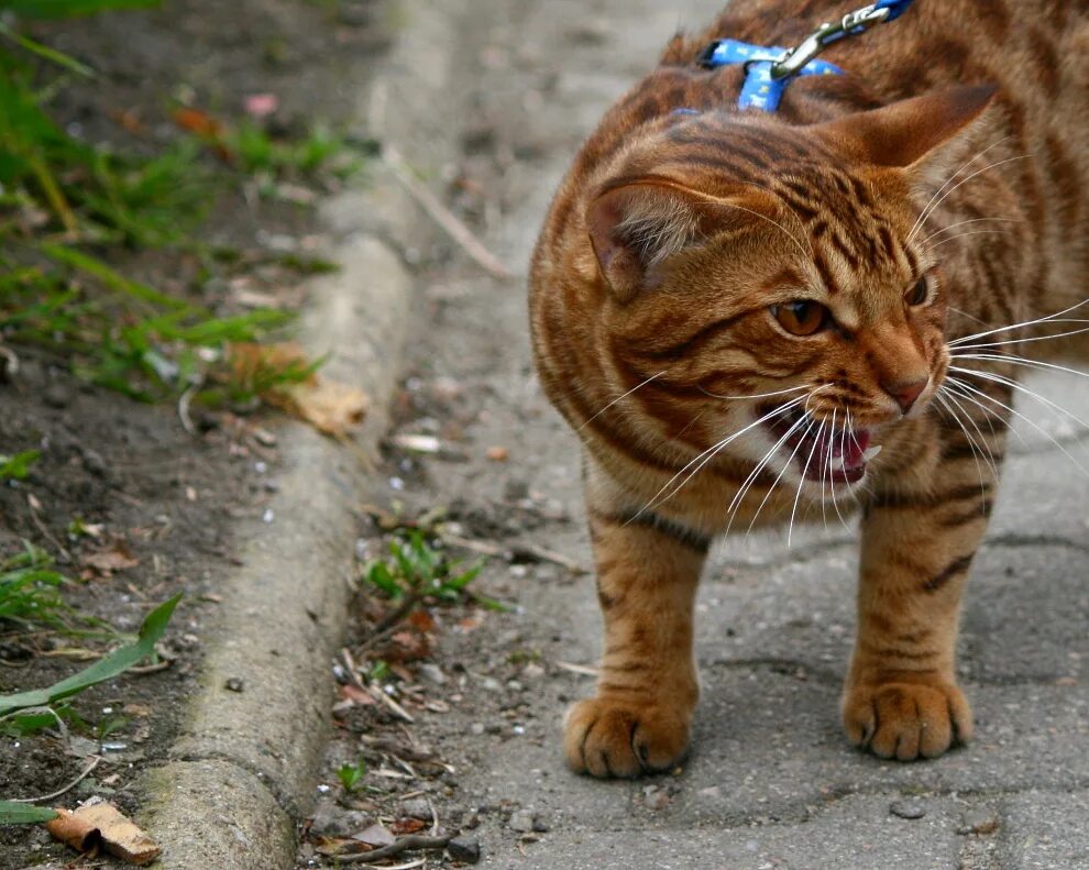 Сильных котиков. Кот качок. Сильных котиков. Мускулистые кошки порода. Накатить.