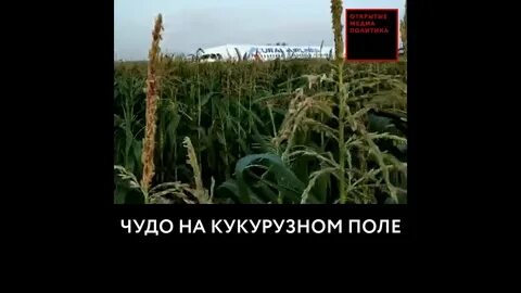Женщину застрелили на кукурузном поле