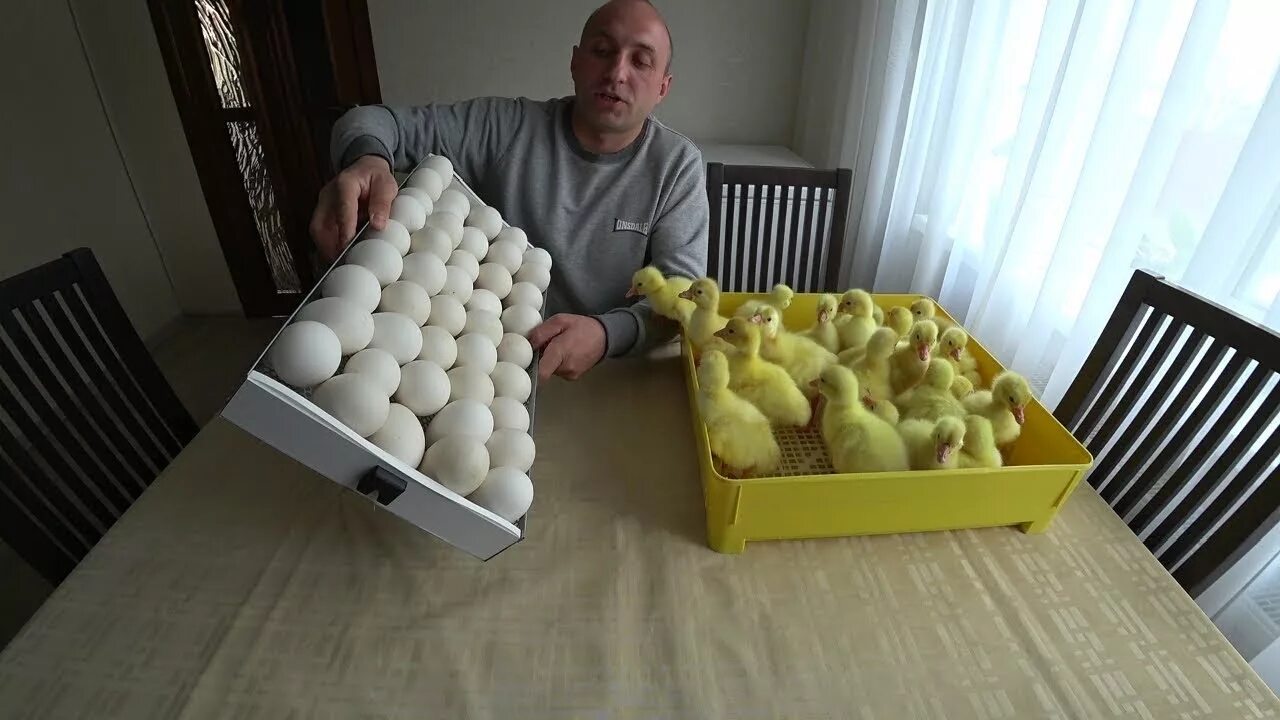 Инкубация гусиных яиц, яиц. Гусиные яйца в инкубаторе. Гусиные яйца в инкубаторе. Закладка гусиных. Закладка гусиных.