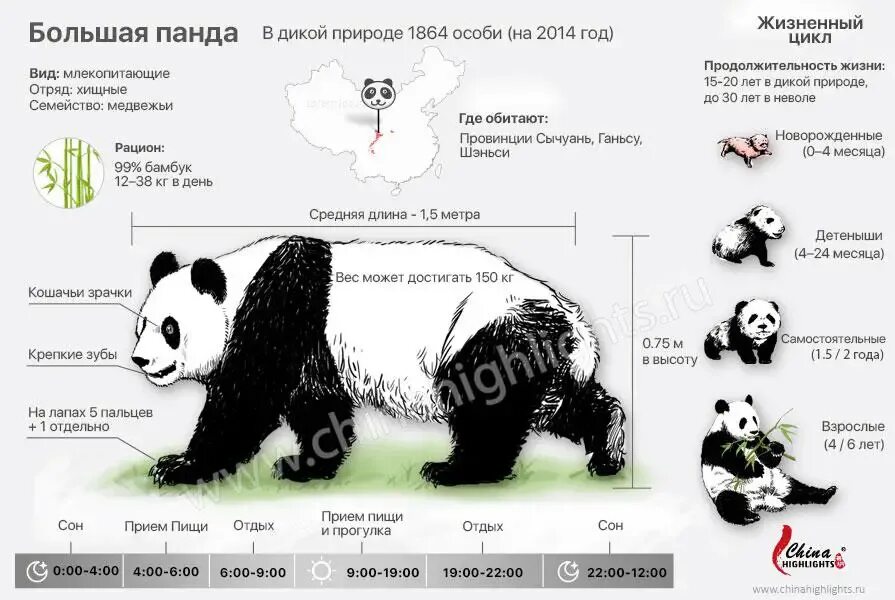 Большая Панда интересные факты. Панда строение тела. Панда инфографика. Размеры большой панды.