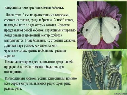 Сколько живут бабочки капустницы