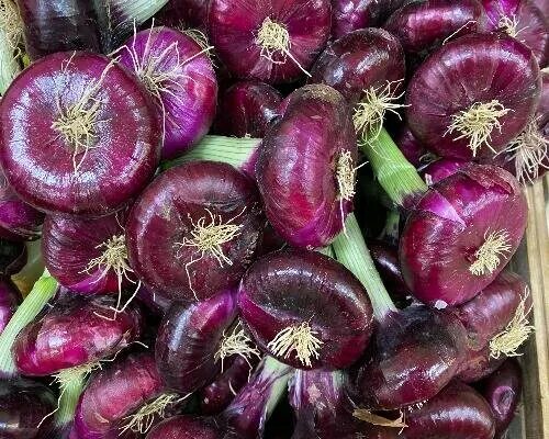 сорт калибр. лук красный ялтинский. лук красный горный крымский севок. ялтинский крымский лук. севком лук ялтинский.