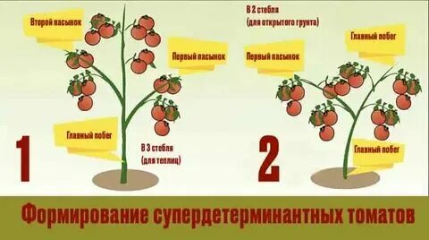 Индетерминантный сорт что это значит. Индетерминантный сорт что это значит