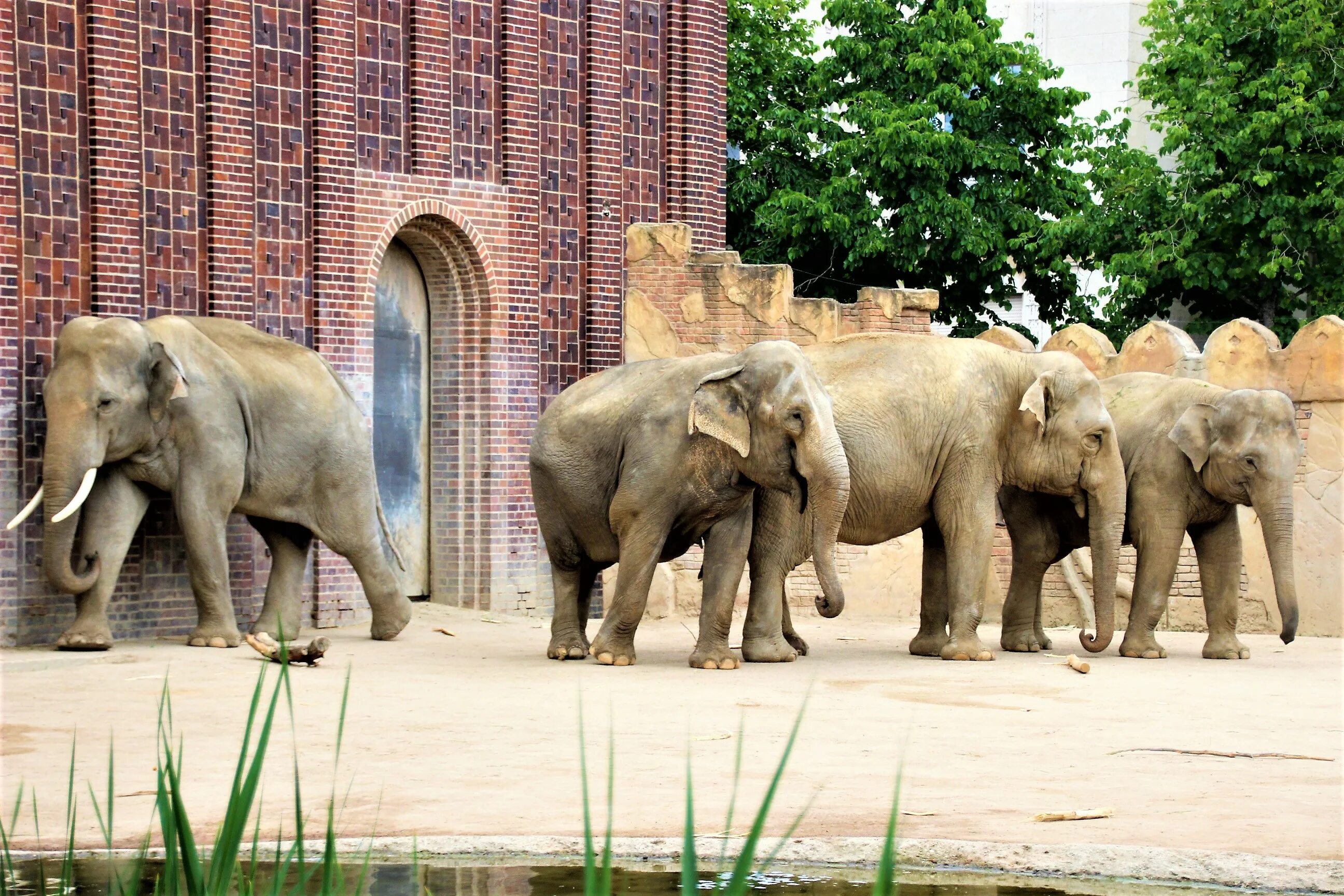 Прогулка в зоопарке. Московский Zoo зоопарк. Зоопарк на Баррикадной. Берлинский зоопарк слоновник. Московский зоопарк животных.