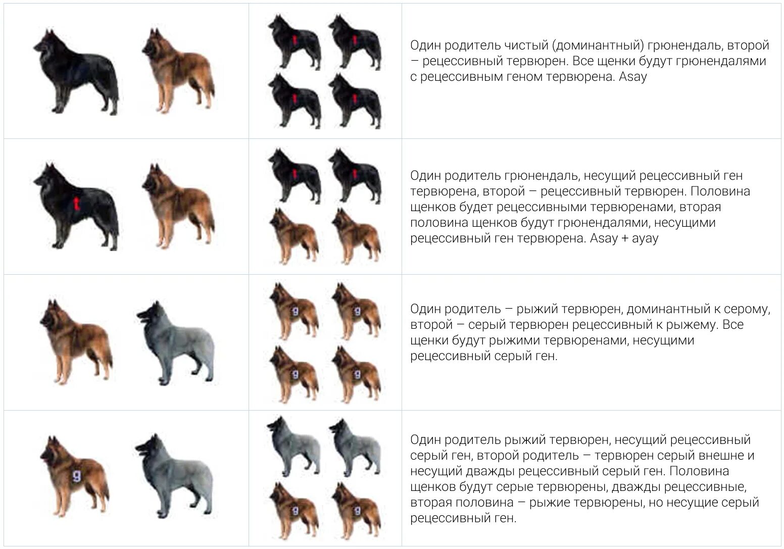 Окрасы щенков немецких овчарок. Окрасы немецкой овчарки наследование таблица. Окрас шерсти немецкой овчарки. Типы окрасов немецкой овчарки. Окрас и Тип шерсти у немецкой овчарки.