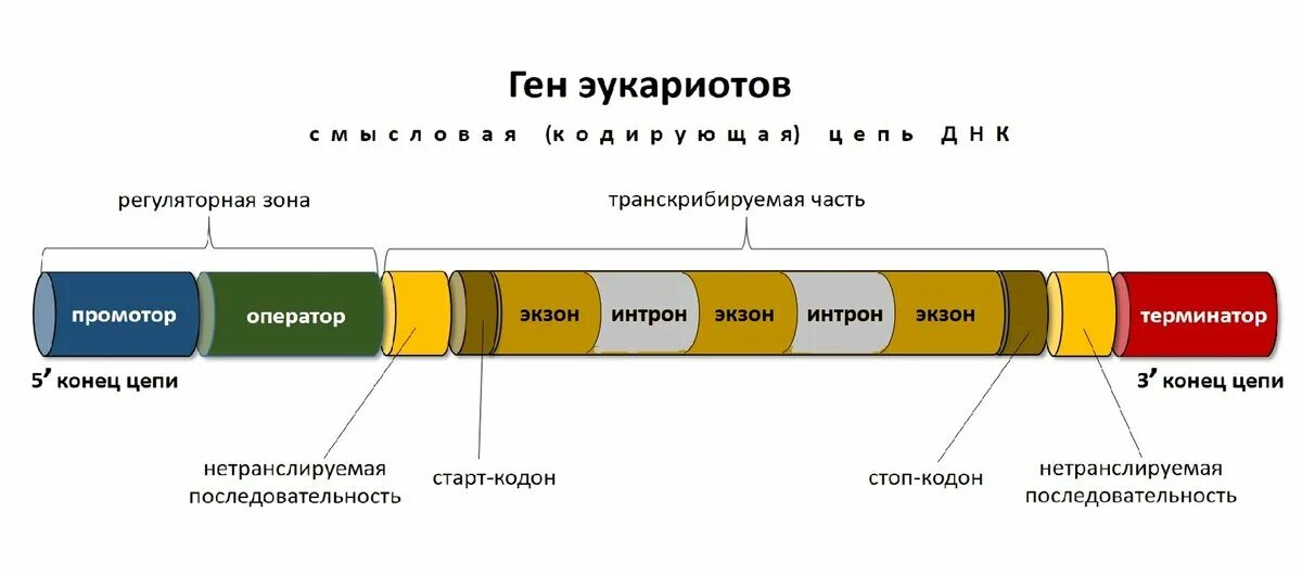 Участки структурного гена. Строение Гена Интрон Экзон. Структура Гена. Ген структура Гена. Структура Гена эукариот.