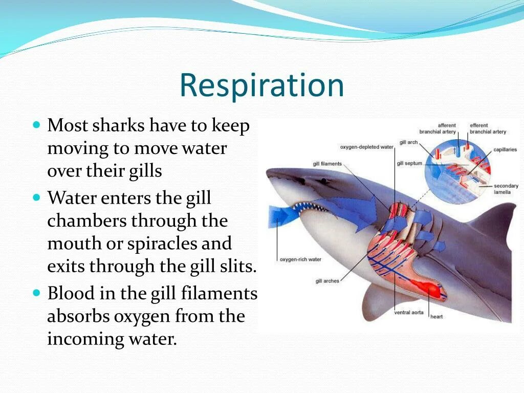 Строение кровеносной системы акулы. Дыхательная система акулы. Строение дыхательной системы акулы. Дыхательная система акулы схема. Внутреннее строение акулы