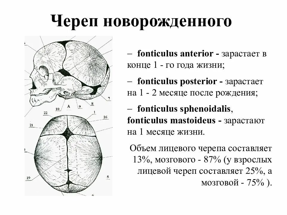 Швы и роднички черепа анатомия. Роднички новорожденного анатомия черепа. Строение родничков черепа новорожденного. Роднички черепа новорожденного рисунок. Кости родничков