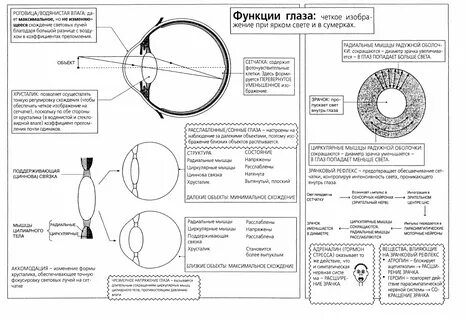 5 функций глаза