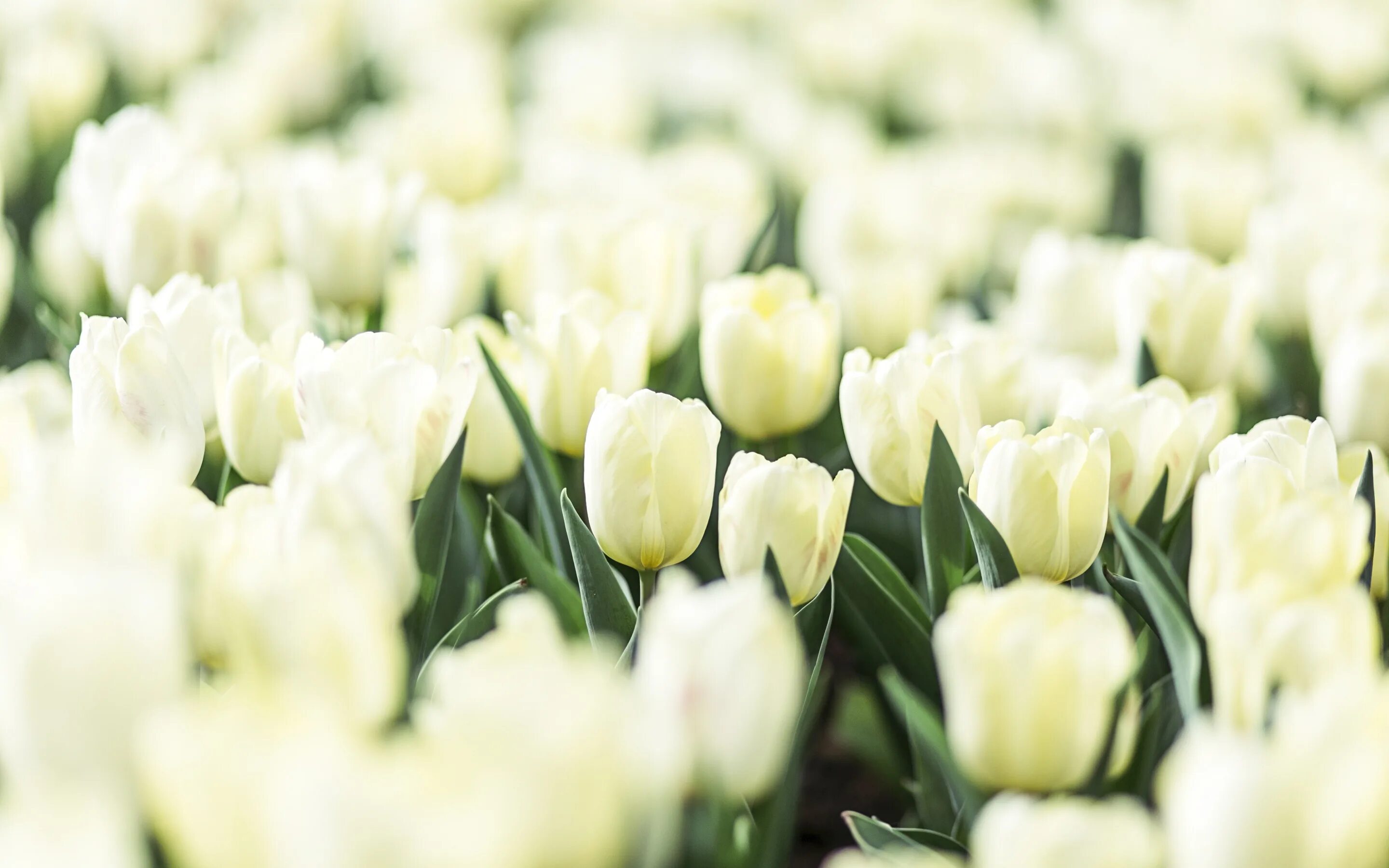 White tulip