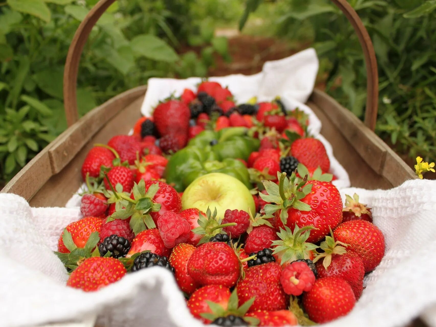Какие ягоды фрукты в июне. Клубника Флорентина. Летние фрукты. Корзина с ягодами. Лето фрукты ягоды.