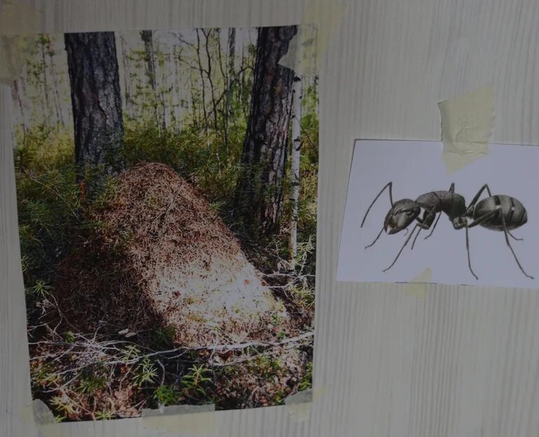 Муравьев спасибо жизнь. Инсталляция муравьиных насекомых. Расстановка муравейников на дерево. Муравейник на который приземлилась Джон Мюррей. Сочинский Муравейник.