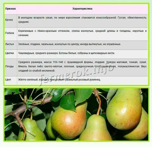 Сорт груши Чижовская. Груша Чижовская описание сорта. Сорт груши Чижевского. Груша Чижевского опылители. Груша мраморная описание опылители