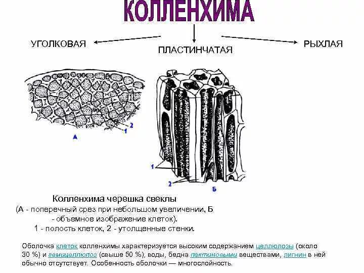 Уголковая колленхима строение. Колленхима черешка листа свеклы обыкновенной. Пластинчатая колленхима. Поперечный срез черешка бегонии. Пластинчатые клетки