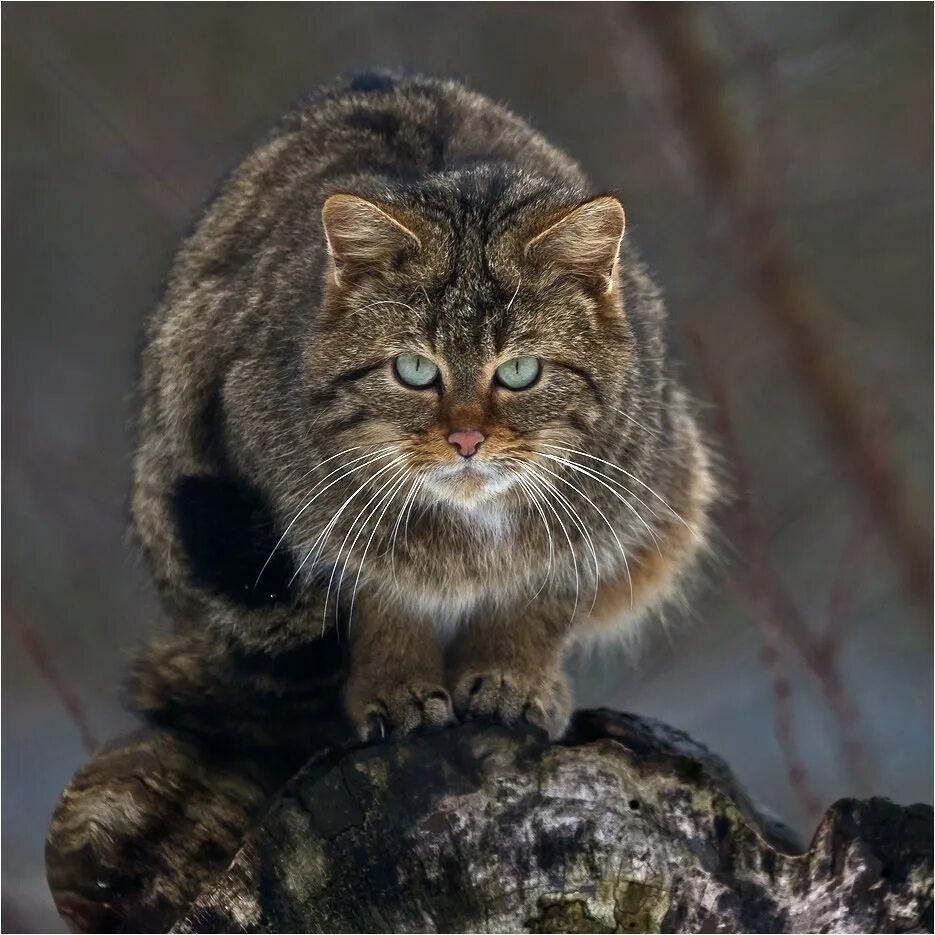 Дикая лесная. Европейский лесной кот камышовый. европейская дикая лесная кошка. лесная кошка (felis silvestris). шотландская дикая лесная кошка.