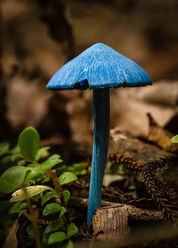 Живой синий гриб. Гриб Энтолома голубая. Синий гриб Энтолома. Entoloma hochstetteri небесно-голубой гриб. Синяя Энтолома Entoloma hochstetteri.