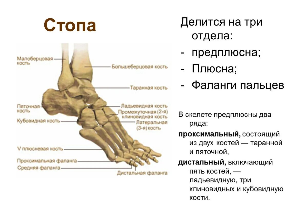 Три отдела ноги. Строение стопы человека плюсна предплюсна. Стопа кость строение анатомия. Суставы кубовидной кости стопы. Кости плюсны стопы строение.