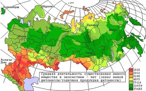 Самые большие запасы фитомассы земного шара сосредоточены