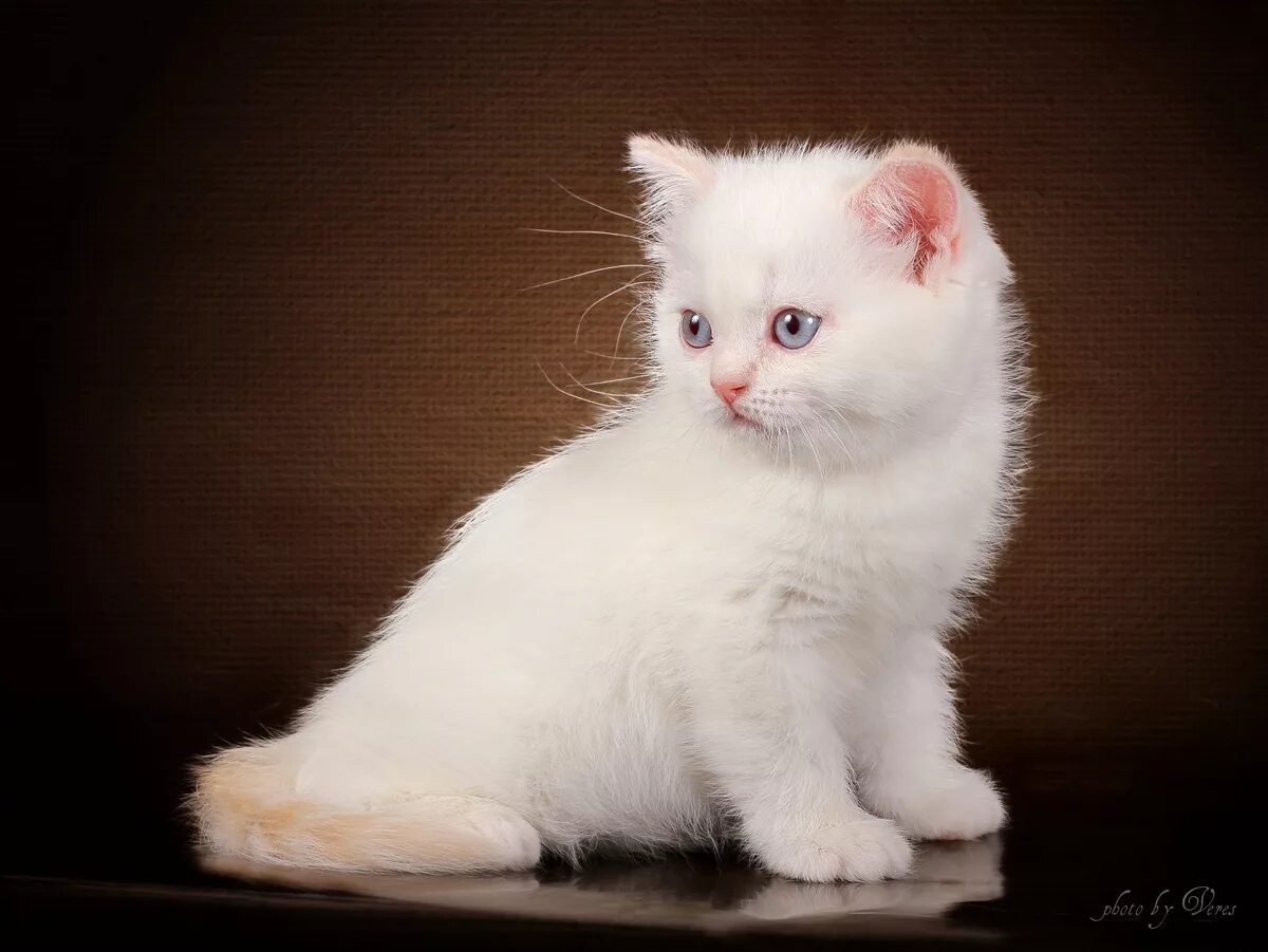 Британские котята белые. Белый британец. Бельгийская кошка белая. Котята британцы белые.