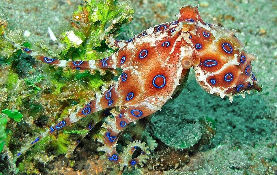 Синекольчатый осьминог. Сине кольчетый осм5ног. Австралийский Синекольчатый осьминог. Семиколъчетый осменок. Blue ringed