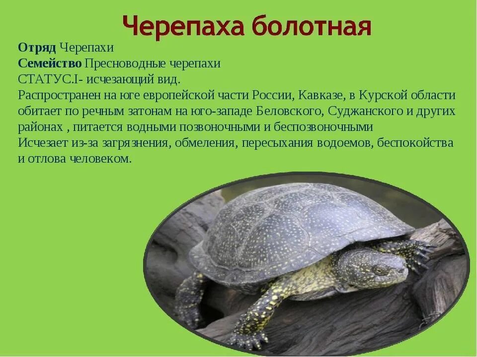 Европейская болотная черепаха - купить в Рязани, бесплатно, продано 19 декабря 2