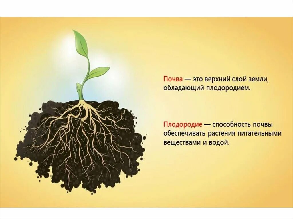 Минеральное питание растений. Плодородие почвы. Минеральное почвенное питание растений. Влияние минеральной воды на растения