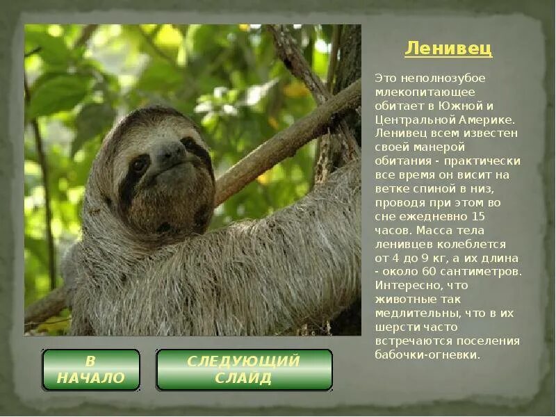 Самое медленное млекопитающее