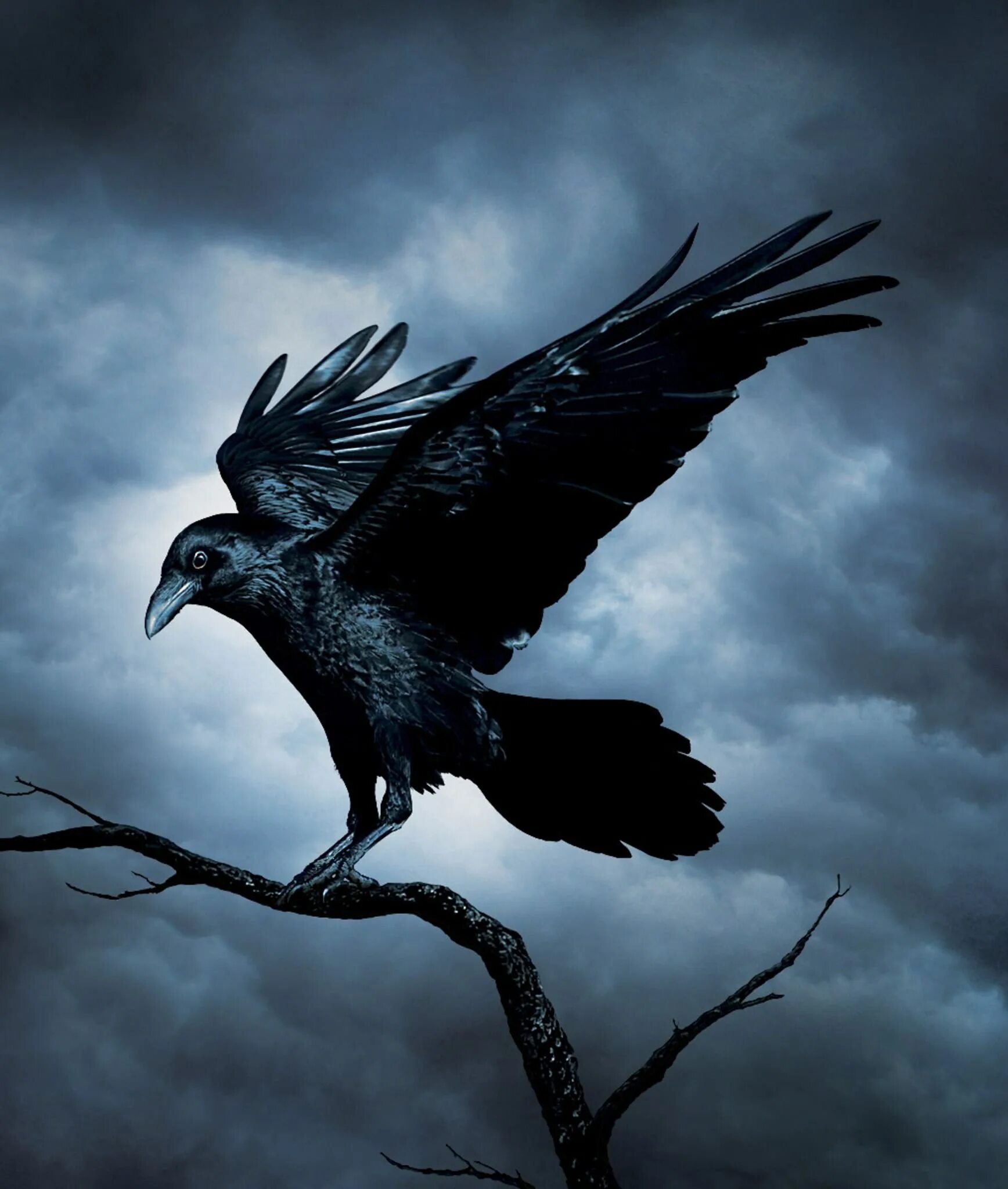 Зловещая птица. Рейвен птица. Ворон principalis. Corvus Corax птица.