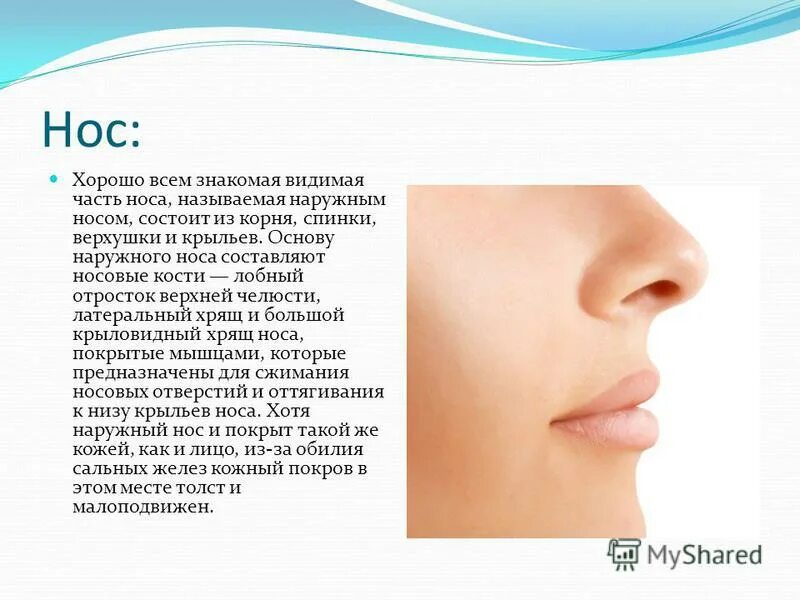 Прокол на переносице носа название. Формы носов названия. Элементы наружного носа. Типы носа. Название частей носа.