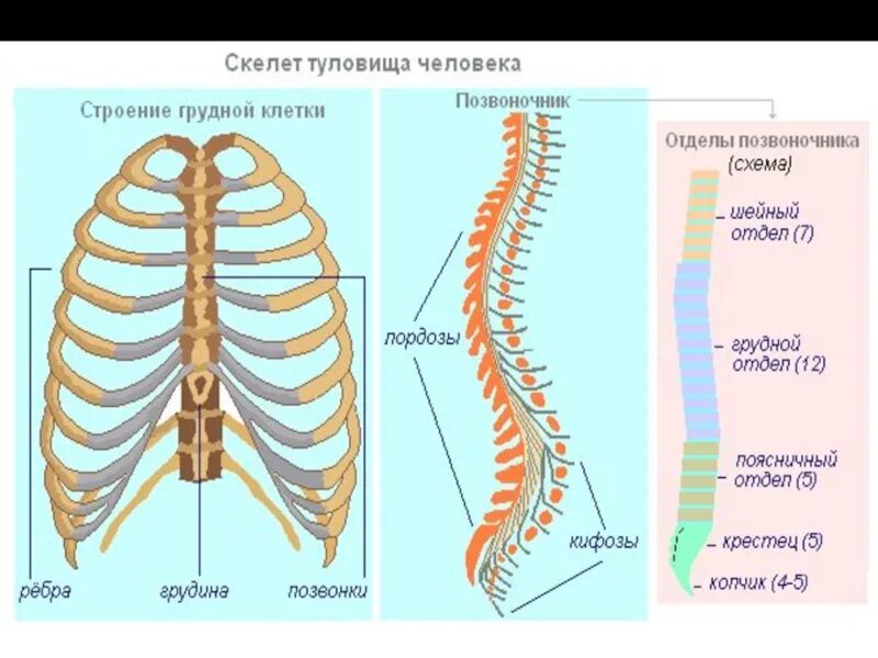 Скелет человека имеет 4 отдела. Скелет туловища позвоночник и грудная клетка. Скелет туловища позвонки ребра Грудина. Скелет туловища человека анатомия. Строение позвоночника и грудной клетки человека.